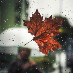 پادکست پاییزی با حال‌و‌هوای بارون 🍂