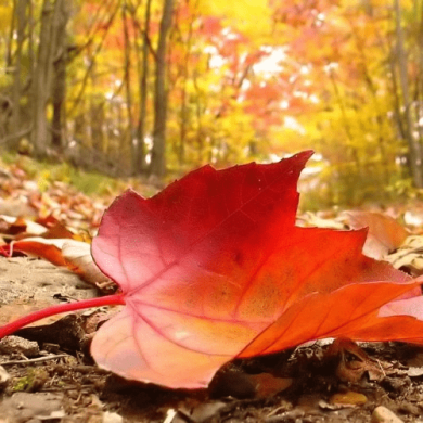 تصویر آلبوم پادکست پاییزی با ترندترین آهنگ‌های ایرانی ۱۴۰۴🍂🎧 | Rose 359