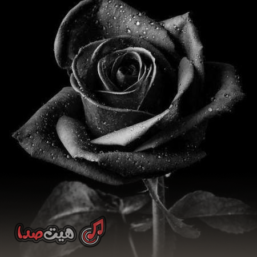 دانلود ریمیکس رپی رز مرده 4 – دورچی، آیسین، امین تی‌جی، پیدار و ویناک | Dead Rose 4