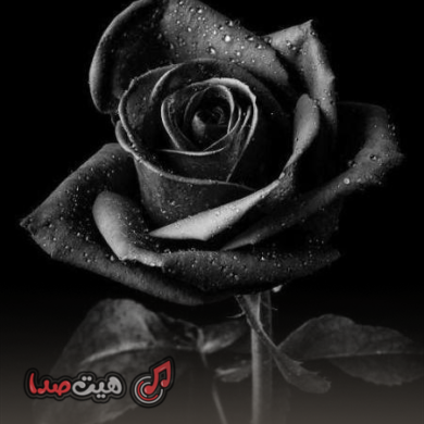 تصویر آلبوم دانلود ریمیکس رپی رز مرده ۴ – دورچی، آیسین، امین تی‌جی، پیدار و ویناک | Dead Rose 4