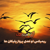 دانلود اهنگ تو فصل پرواز پلیکان ها ریمیکس اینستا با ویولن