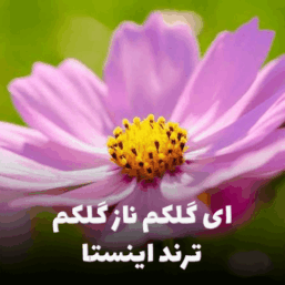 کاور آهنگ آی گلکم ناز گلکم، با طراحی ساده و زیبا متناسب با فضای عاشقانه