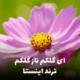کاور آهنگ آی گلکم ناز گلکم، با طراحی ساده و زیبا متناسب با فضای عاشقانه